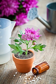 Homeopathic remedies for houseplants and crops, chrysanthemum in pot.