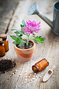 Homeopathic remedies for plant and crops, chrysanthemum flower in pot.