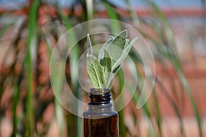 Homeopathic remedy bottle and plant