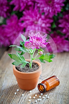 Homeopathic treatment for houseplants and chrysanthemum flower.