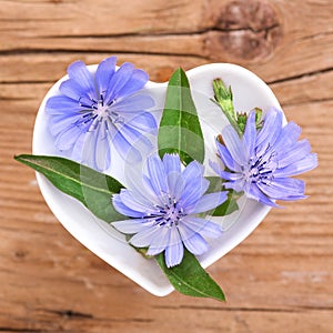 Homeopathy and cooking with chicory