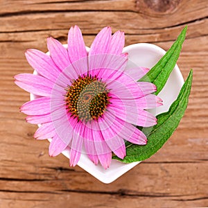 Homeopathy and cooking with echinacea