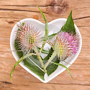 Homeopathy and cooking with teasel photo