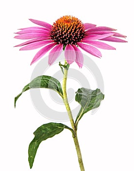 Homeopathy with echinacea photo