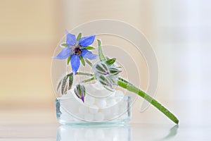 Homeopathy globules with borage flower