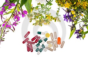 Homeopathy. Herbal capsules, medicinal plants on white background