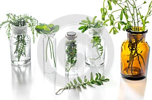Homeopathy. Medicinal herbs in glass on white background