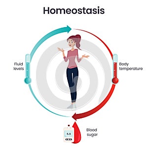 Biology homeostasis science vector illustration infographic photo