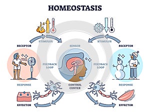 Homeostasis as biological state with temperature regulation outline diagram