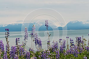 Homer Alaska