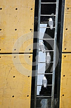 Homer, Alaska: Mew gulls - Larus canus - perch on the rungs of a ladder