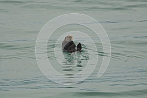 Homer, Alaska: A sea otter - Enhydra lutris - enjoying a swim in the green waters of Kachemak Bay
