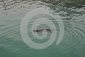 Homer, Alaska: A sea otter - Enhydra lutris - enjoying a swim in the green waters of Kachemak Bay