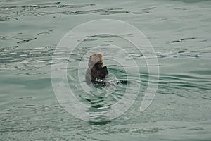 Homer, Alaska: A sea otter - Enhydra lutris - enjoying a swim in the green waters of Kachemak Bay