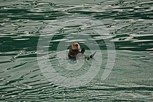 Homer, Alaska: A sea otter - Enhydra lutris - enjoying a swim in the green waters of Kachemak Bay