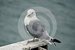 Homer, Alaska, USA: Mew gull