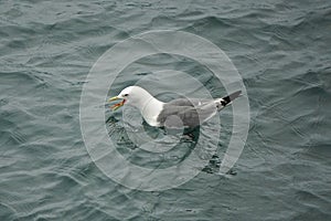 Homer, Alaska, USA: Mew gull