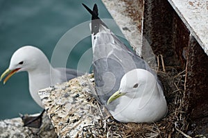 Homer, Alaska, USA: Mew gull sitting on a nest