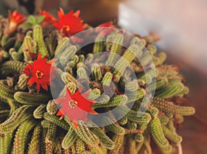 Homer cactus red flower garden in a pot spring may flowers and fresh green on blur background. For cards, posters, website