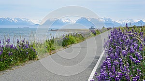 Homer Spit Trail Kachemak Bay Alaska