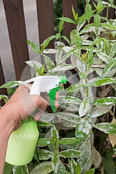 Homespun remedy against mildew on plants photo