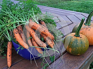 Homestead gardening. Small farm grow your own food shortage produce