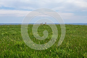 Homestead Overlook and mountain goat in Badland national park during summer. From grassland to valley. Badland landscape