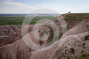 Homestead Overlook and mountain goat in Badland national park during summer. From grassland to valley. Badland landscape