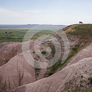 Homestead Overlook and mountain goat in Badland national park during summer. From grassland to valley. Badland landscape