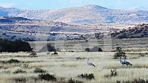 Homeward bound cranes Anthropoides paradiseus