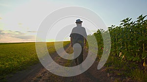 Homeward Journey Senior Farmer Strolling Along the Crop-Lined Path at Sunset