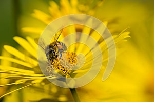 Homey bee pollinating yellow flowers in spring