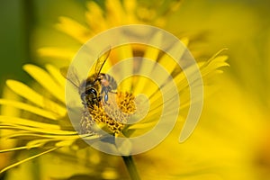 Homey bee pollinating yellow flowers in spring photo
