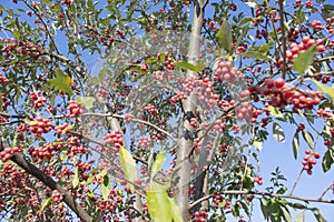 Homey Red berries of the Rowan tree a blue sky