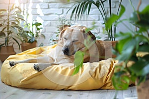 Homey scene Cute dog rests on bed, surrounded by plants