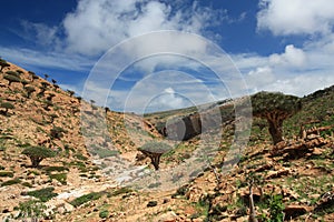 Homhil / Socotra Island