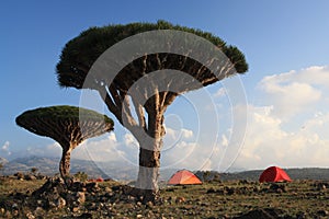 Homhil / Socotra Island photo