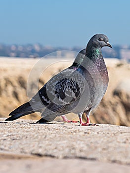 Homing gray pigeon . photo