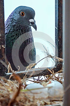 Homing hen Pigeon watching her eggs hatch