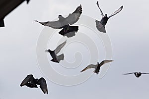 Homing pigeon approach for landing to  home loft