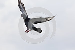 Homing pigeon approach for landing to home loft