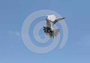 Homing pigeon approach for landing to home loft against clear blue sky
