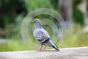 Homing pigeon bird and body feather