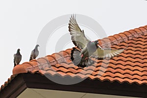 Homing pigeon bird flying fand perching on home roof tile