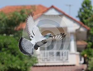 Homing pigeon bird flying in home village