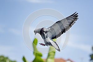 Homing pigeon bird flying for landing to home loft