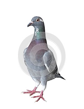 Homing pigeon bird isolated white background