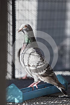 Homing pigeon bird perching on food feeding in home loft
