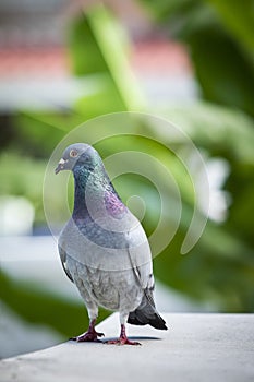 Homing pigeon bird standing on home loft