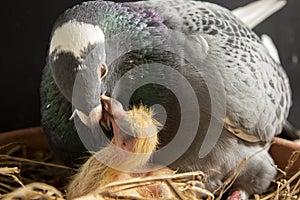 Homing pigeon feeding corp milk to hatch in nest